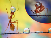 पाण्याचा थेंब मुंग्यांची तहान कसा भागवतो हे दाखवणारा अद्भूत क्षण, मुंग्यांचं हे जगणं तुम्ही याआधी कधी पाहिलं नसेल... - Marathi News | Award winning ants photographed by filipino photographer analiza daran de guzman | Latest social-viral Photos at Lokmat.com