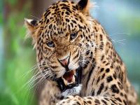 चंद्रपूर: आईसमोर 5 वर्षीय चिमुकलीला बिबट्यानं पकडलं जबड्यात, नंतर झालं असं काही... - Marathi News | Mother fights leopard to save her 5 year old daughter | Latest maharashtra Photos at Lokmat.com