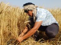 शेतात घाम गाळतेय 'आशियाई चॅम्पियन'! आठ गोल्ड अन बरेच मेडल..., वडिलांना करतेय मदत... - Marathi News | Asian Champion Tanya Chaudhary helps family in fields, aims for CWG 2026 Medal | Latest other-sports News at Lokmat.com