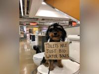 'Dog With Sign’ मधील कुत्र्याच्या मनातील 'या' गोष्टी वाचून हसू कंट्रोल करणं होईल अवघड! - Marathi News | Baboy dog with protest sign after read you will laugh | Latest social-viral Photos at Lokmat.com