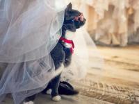 स्टाइल में रहने का! या मांजरीकडे आहेत तब्बल ६०० सनग्लासेस - Marathi News | Famous Instagram Cat Bagel Who have 600 Pairs of Sunglasses | Latest jarahatke Photos at Lokmat.com