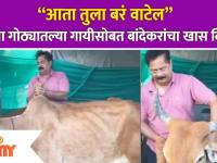Aadesh Bandekar was seen taking care of the cow आपल्या गोठ्यातल्या गायीसोबत बांदेकरांचा खास व्हिडीओ