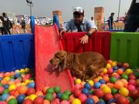 मुंबईत भरलाय भारतातील सर्वात मोठा 'पेट फेस्टिव्हल' - Marathi News | India's largest 'Pet Festival' in Mumbai | Latest mumbai Photos at Lokmat.com