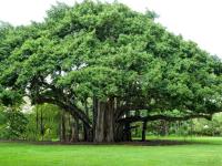 'ही' 5 झाडं देतात सर्वात जास्त ऑक्सिजन! - Marathi News | plants that give off oxygen | Latest jarahatke Photos at Lokmat.com