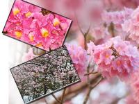 मुंबईत 'बसंत' बहार - Marathi News | Blossom season of Basant Rani trees in Mumbai | Latest mumbai Photos at Lokmat.com