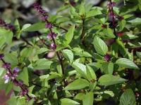 Basil Farming Business: विश्वास ठेवा की नको ठेवू...! तुळस लाखो कमवून देणार, 15000 रुपयांत सुरु करा हा व्यवसाय - Marathi News | Basil Farming Business: start tulsi farming business for 15000 rupees, earn lakhs in three months Marathi Extra Income than job | Latest business Photos at Lokmat.com