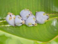 डोळे विस्फारतील! पांढऱ्या वटवाघळांना पाहून लोक म्हणाले, हे तर कापसाचे गोळे? - Marathi News | honduran white bats which look like cotton ball photograph by supreet sahoo | Latest jarahatke Photos at Lokmat.com