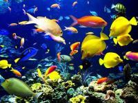 'हे' आहेत जगातील सर्वात सुंदर मासे! - Marathi News | these are the worlds most beautiful fish | Latest jarahatke Photos at Lokmat.com