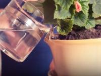 कुंडीतल्या रोपांना घाला चिमूटभर साखर, ३ फायदे-पाहा रोपांवर होईल जादू, फुलांनी भरतील परड्या - Marathi News | benefits of giving sugar to plants, use of sugar water for plant growth | Latest sakhi Photos at Lokmat.com