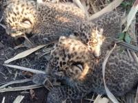 शिर्डीमध्ये उसाच्या शेतात सापडले बिबट्याचे बछडे - Marathi News | Leopard calf found in sugarcane fields in Shirdi | Latest ahilyanagar Photos at Lokmat.com