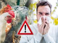 Bird Flu Human Infection: न भूतो! घातक बर्ड फ्ल्यू विषाणूची पहिल्यांदाच माणसाला लागण; रशियात H5N8 चे सात रुग्ण - Marathi News | Bird Flu Human Infection: Russia confirms first cases of H5N8 bird flu in humans | Latest international Photos at Lokmat.com