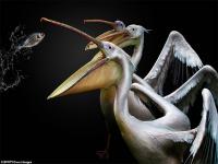 पक्ष्यांच्या 'या' १० सर्वात चांगल्या फोटोंनी जिंकलं लोकांचं मन! - Marathi News | 10 pictures of the incredible winning entries in the 2019 bird photographer of the year competition | Latest social-viral Photos at Lokmat.com