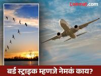 छोटासा पक्षी कसा घडवू शकतो अवाढव्य विमानाचा अपघात, पक्ष्यांची धडक कधी ठरते धोकादायक? जाणून घ्या - Marathi News | bird strike On Plane: How can a small bird cause a huge plane crash? When does a bird strike become dangerous? Find out | Latest national Photos at Lokmat.com