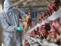 बर्ड फ्लूचं संकट राज्याच्या उंबरठ्यावर; जाणून घ्या माणसांसाठी किती धोकादायक - Marathi News | what Is bird flu H5n1 Virus Can It Infect Humans all question answered | Latest health Photos at Lokmat.com