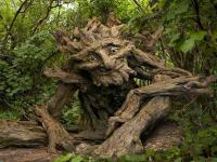 'अशी' चित्रविचित्र झाडं तुम्ही कधीच पाहिली नसतील! - Marathi News | you will surprise after seeing these strange articles | Latest jarahatke Photos at Lokmat.com