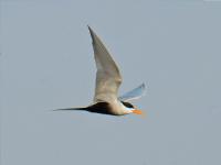 कोल्हापुरात आढळल्या पक्ष्यांच्या 'एकशे एक' जाती, पाहा काही निवडक फोटो - Marathi News | One hundred and one species of birds found in Kolhapur | Latest kolhapur Photos at Lokmat.com