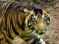 Ultra Rare Black Tiger: पांढरा, पिवळा पाहिला असेल, काळा वाघ कधी पाहिलाय का? २३ वर्षांच्या फोटोग्राफरने काढलेत फोटो - Marathi News | Ultra Rare Black Tiger: Have you ever seen black tiger in India? Photographs taken by a 23-year-old photographer | Latest national Photos at Lokmat.com