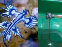 क्या बात! लॉकडाऊनमुळे तब्बल 30 वर्षांनी पुन्हा दिसू लागले दुर्मीळ 'ब्लू ड्रॅगन', व्हायरल झाले फोटो! - Marathi News | Rare Blue 'dragons' Spotted In Texas After 30 Years Amid Lockdown api | Latest social-viral Photos at Lokmat.com