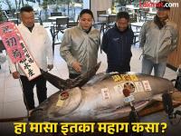 बापरे! 11 कोटींचा मासा, का म्हटलं जातं काळं सोनं? तुम्हालाही होईल खाण्याची इच्छा - Marathi News | why is bluefin tuna so expensive know everything about this fish | Latest international Photos at Lokmat.com