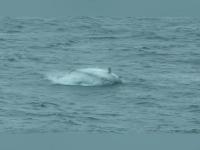 'हा' आहे जगातील सर्वात महागडा मासा; बाजारात आहे कोट्यवधीची किंमत - Marathi News | Atlantic Bluefin Tuna is the most expensive fish in the world; spotted in England | Latest jarahatke Photos at Lokmat.com