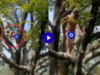 Video: बाबो! नग्न अवस्थेत झाडावर चढला 'हा' बॉलिवूड अभिनेता, कारण ऐकून थक्कच व्हाल - Marathi News | Bollywood actor vidyut jammwal climbed a tree naked for sahaja yog sadhana video viral | Latest filmy News at Lokmat.com