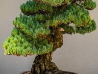 'या' वनस्पतीच्या लागवडीमुळे बदलेल नशीब! 5 हजारांच्या गुंतवणुकीवर होईल 4 लाखांची कमाई! - Marathi News | business idea bonsai cultivation business and earn 4 lakh see here how to earn money with bonsai | Latest business Photos at Lokmat.com