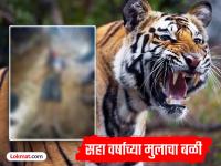 Tiger Attack Gondia: घराबाहेर खेळत असतानाच वाघाने घातली झडप, सहा वर्षांचा प्रज्वल ठार - Marathi News | Tiger Attack Gondia: Tiger attacks six-year-old Prajwal while playing outside | Latest gondia News at Lokmat.com