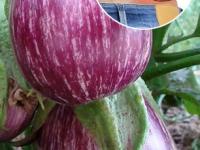 खरंच वांगी खाल्ल्यानं किडनी स्टोनचा धोका वाढतो? जाणून घ्या काय आहे फॅक्ट... - Marathi News | Can eating brinjal increase risk of kidney stones, know the facts | Latest sakhi Photos at Lokmat.com