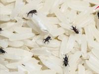 तांदूळात वर्षभर एकही किडा, अळ्या होणार नाहीत; 'हा' उपाय करून पाहा- तांदूळ राहतील स्वच्छ - Marathi News | How To Keep Rice Free From Insects, kitchen tips to prevent rice from bugs | Latest sakhi Photos at Lokmat.com