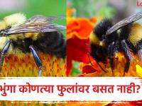 जगातील एक असं फूल ज्यावर कधीच बसत नाही भुंगा, नाव वाचून बसणार नाही आपला विश्वास - Marathi News | Which flower bumblebees never sit and why, know the reason | Latest jarahatke Photos at Lokmat.com