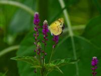 नगरमध्ये फुलपाखरं व रानफुलांचे ताटवे ठरतायत आकर्षणाचं केंद्र - Marathi News | Attraction center of the flowerparkan and paanfula is decided by the city | Latest ahilyanagar Photos at Lokmat.com