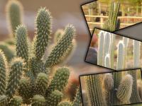 अमरावतीत आकर्षक कॅक्टस गार्डनची पर्यटकांना भुरळ - Marathi News | Tourist attraction of the Cactus Garden, charming in Amravati | Latest maharashtra Photos at Lokmat.com