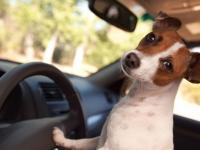 मोराने चोच मारून काच फोडली, कुत्र्यांनी चावून नुकसान केले; कार इन्शुरन्स क्लेमची कारणे... - Marathi News | Peacocks peck and break glass, dogs bite and damage; horrible Reasons for car insurance claims in india car care tips | Latest auto Photos at Lokmat.com