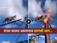 VIDEO: 'तारेवरची कसरत'! मांजर विजेच्या तारेवरून चालत होती, अचानक लागली आग अन् पुढे... - Marathi News | trending video cat was walking on electirc wire suddenly blast shocked thrown in the air viral social media | Latest social-viral News at Lokmat.com VIDEO: 'तारेवरची कसरत'! मांजर विजेच्या तारेवरून चालत होती, अचानक लागली आग अन् पुढे... - Marathi News | trending video cat was walking on electirc wire suddenly blast shocked thrown in the air viral social media | Latest social-viral News at Lokmat.com
