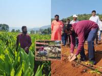 दूरच्या रानात, केळीच्या बनात; मुख्यमंत्री शिंदे शेतीत रमले, गाईंनाही कुरवाळले - Marathi News | The Chief Minister Eknath Shinde indulged in the village soil-strawberry cultivation, also tended the cows in satara village farm | Latest satara Photos at Lokmat.com