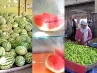 Sunstrock: कडक उन्हामुळे कलिंगडची मागणी वाढली, लिंबाचेही दर वधारले - Marathi News | Sunstrock: Due to the scorching heat, the demand for watermelon increased and so did the price of lemon | Latest national Photos at Lokmat.com