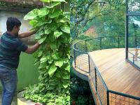 आपल्या घरात असावीत 'ही' 5 झाडं, समृद्धी अन् धनलक्ष्मीची राहिल कृपा - Marathi News | You should have these trees in your house, prosperity and grace of Dhana Lakshmi | Latest bhakti Photos at Lokmat.com