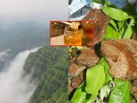 Mahabaleshwar: गुलाबी थंडीत गोडवा, देशातील पहिलं मधाचं गावं महाबळेश्वरात - Marathi News | Mahabaleshwar: Sweet in the pink cold, the country's first honey village in Mahabaleshwar | Latest mumbai Photos at Lokmat.com
