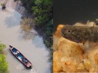 २१ प्रजातींच्या गोबिड माशांची नोंद, BNHS कडून २५ स्थळांमधील खाड्यांचे सर्वेक्षण - Marathi News | Record of 21 species of gobid fish, survey of creeks at 25 sites by BNHS | Latest mumbai Photos at Lokmat.com