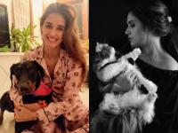 बी टाऊनचे हे तारे स्वत:पेक्षा ही करतात 'या' गोष्टीवर जीवापाड प्रेम... - Marathi News | b tone celebrities are more animal lover then self lover | Latest filmy Photos at Lokmat.com