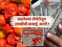 चीनमध्ये सडलेल्या टोमॅटोंना मिळत आहे सोन्याचा भाव, जाणून घ्या कसे चीनी शेतकरी होताहेत कोट्याधीश - Marathi News | How Chinese Farmers Turn Cheap Tomatoes into Gold | Latest jarahatke Photos at Lokmat.com