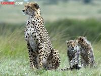आफ्रिकेचे आणखी ८ चित्ते लवकरच येणार भारतात - Marathi News | 8 more African cheetahs will soon arrive in India | Latest national News at Lokmat.com
