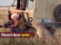 VIDEO: महिला जीपमागे लपून काढत होती फोटो, अचानक मागून आला चित्ता अन् मग जे झालं... - Marathi News | trending video woman was hiding behind jeep taking photos suddenly cheetah came from behind and then what happened viral social media | Latest social-viral News at Lokmat.com VIDEO: महिला जीपमागे लपून काढत होती फोटो, अचानक मागून आला चित्ता अन् मग जे झालं... - Marathi News | trending video woman was hiding behind jeep taking photos suddenly cheetah came from behind and then what happened viral social media | Latest social-viral News at Lokmat.com