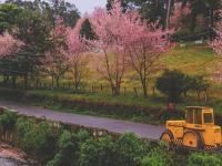 शिलाँगचा cherry blossom festival घालतोय पर्यटकांना भुरळ - Marathi News | Shilong's cherry blossom festival attracts tourists | Latest national Photos at Lokmat.com