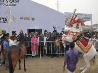 सारंगखेडा येथे मुख्यमंत्री देवेंद्र फडणवीस यांच्या हस्ते अश्व संग्रहालयाचे भूमीपुजन - Marathi News | At the hands of Chief Minister Devendra Fadnavis at Sarangkheda, the Museum of Horse Museum | Latest nandurbar Photos at Lokmat.com