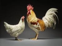 कोंबडा-कोंबडीचं भन्नाट फोटोशूट, हे फोटो पाहून तुम्हीही कराल पक...पक...पकाक! - Marathi News | Chicken couple photography by moreno monti | Latest social-viral Photos at Lokmat.com