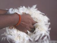 कोंबडीची पिसे पाहून सुचली भन्नाट कल्पना; युवक बनला कोट्यधीश, नेमकं काय केलं? - Marathi News | Fantastic idea after seeing chicken feathers; The youth became a millionaire, what exactly did he do? | Latest inspirational-moral-stories Photos at Lokmat.com