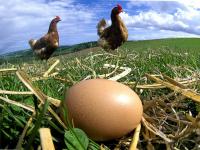 कोंबडी आधी की अंडं? शतकानुशतके पडलेल्या या जुन्या प्रश्नाचं उत्तर अखेर वैज्ञानिकांना सापडलं - Marathi News | Which came first, the chicken or the egg? Scientists have finally found the answer to this age-old question that has been lingering for centuries. | Latest international News at Lokmat.com