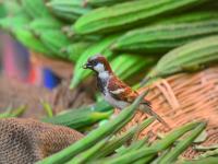 World Sparrow Day: शहरी भागातून दुर्मिळ होत चाललेल्या चिमणीचे आकर्षक फोटोज... - Marathi News | Attractive photos of a rare Sparrow from an urban area | Latest pune Photos at Lokmat.com