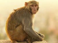 माकडानं पोलीस ठाण्याबाहेरून पळवले 3 लाख रुपये; होमगार्ड्सनी असे मिळवले - Marathi News | Uttar Pradesh Monkey took a bag of with 3 lakh rupees from the out side of police station | Latest national Photos at Lokmat.com